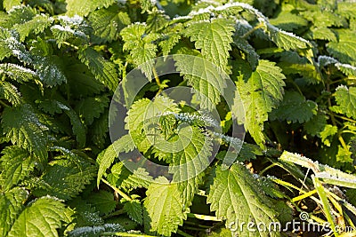 Urtica dioica, often called common nettle or stinging nettle Stock Photo