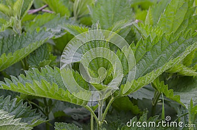 Urtica dioica, often called common nettle or stinging nettle Stock Photo