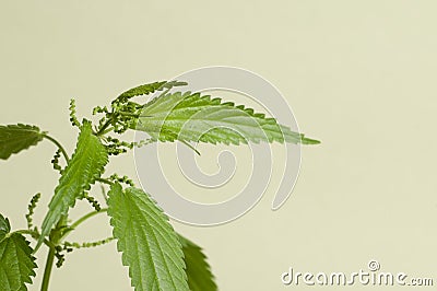 Urtica dioica Stock Photo