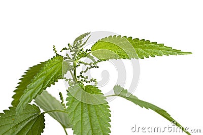 Urtica dioica Stock Photo