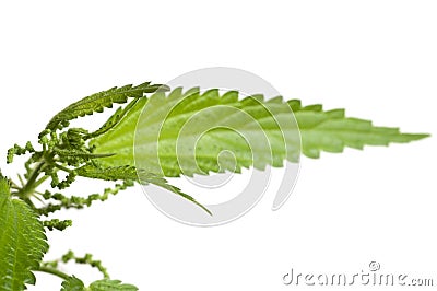 Urtica dioica Stock Photo