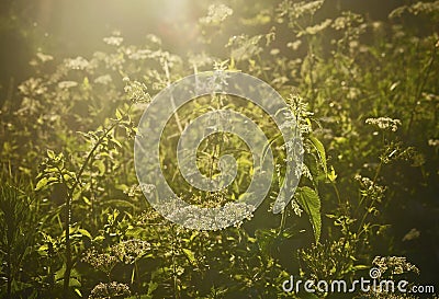 Urtica grass Stock Photo