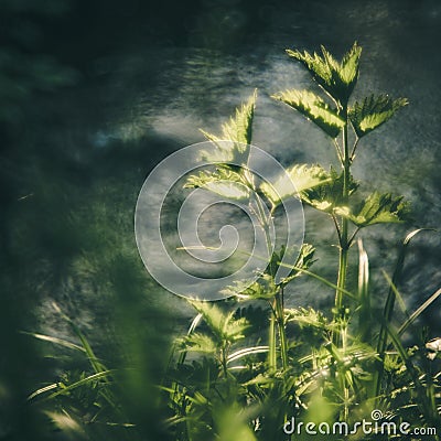 Urtica near water Stock Photo