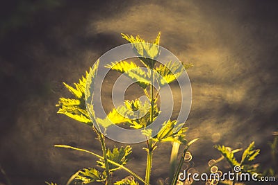 Urtica Stock Photo