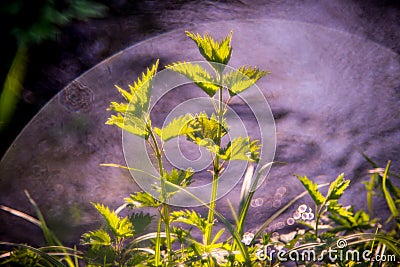 Urtica Stock Photo