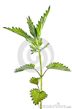 Urtica urens close up Stock Photo