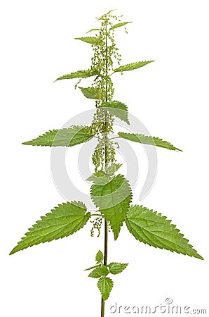 Urtica urens plant isolated on white background Stock Photo