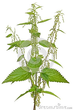 Urtica urens (Stinging nettle) plant Stock Photo