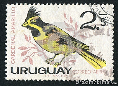 Yellow Cardinal Editorial Stock Photo