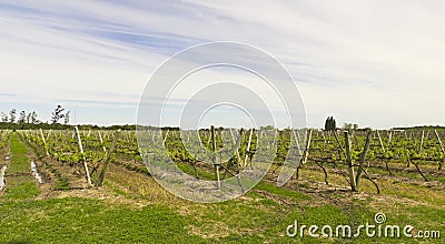 Uruguayan vineyards Stock Photo