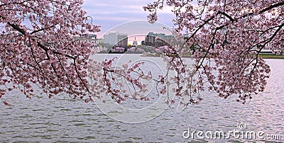 US capital panorama framed by blooming flowers of cherry trees. Stock Photo