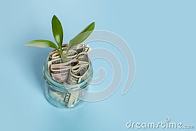 US dollas with growing up green plant on blue background. Profit, income and earnings concept Stock Photo