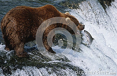 USA Alaska Katmai National Park Brown Bear catching Salmon in river side view Stock Photo