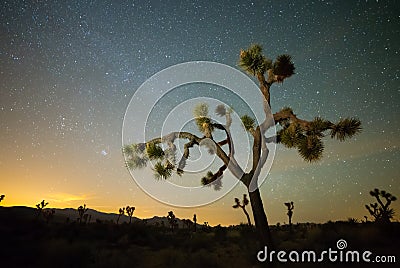 Split Joshua Tree Stock Photo