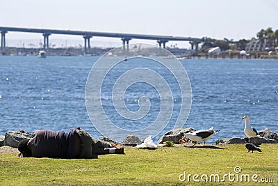 USA - California - San Diego - embarcadero marina park and Coronado Bridge panorama Editorial Stock Photo