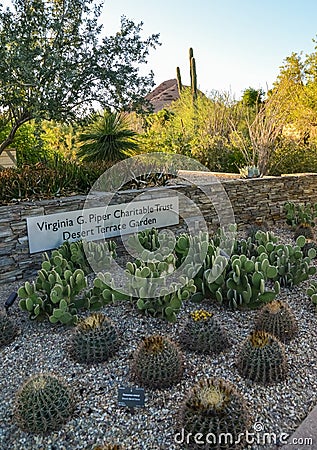 USA, PHOENIX, ARIZONA- NOVEMBER 17, 2019: A group of succulent plants of Echinocactus cacti in the Phoenix Botanical Garden, Editorial Stock Photo