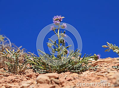 USA, Utah: Little desert flower - Scorpion Weed Stock Photo