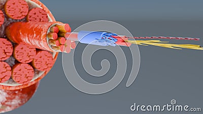 uscle Type Heart muscle cross section through muscle with muscle fibers visible Stock Photo