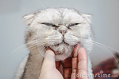 Use hand stroking the Exotic Shorthair cat neck and make the happy cat spellbound and close eye Stock Photo