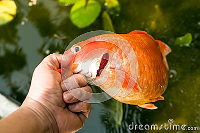 Dead goldfish Stock Photo