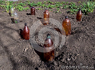 The use of plastic bottles to protect the seedlings at their summer cottage Stock Photo