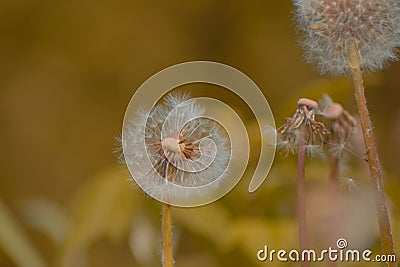 Taraxacum officinale as a dandelion or common dandelion commonly known as dandelion. This time in the form of a blower Stock Photo