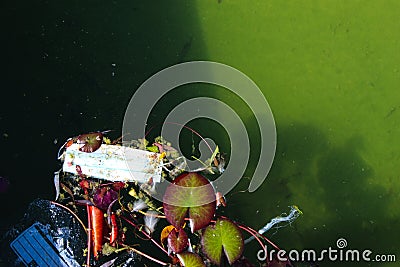 Used face mask thrown into water / lake. Environmental pollution concept Stock Photo