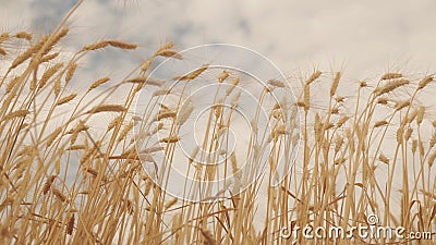 Useful cereals. Field of ripening wheat against the blue sky. Spikelets of wheat with grain shakes the wind. Grain Stock Photo