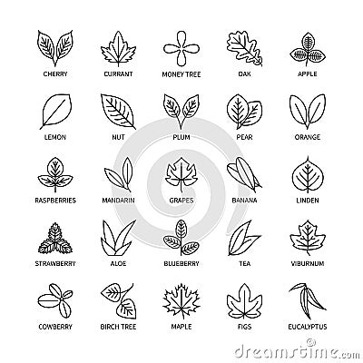 Useful leaves linear icons vegan analysis vector set of design elements leaf tree bush berry healthy food vector symbol Vector Illustration