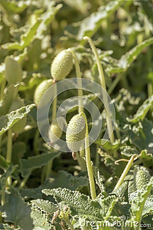 Useful plant Ecballium elaterium close-up Stock Photo