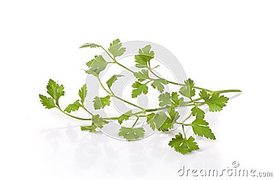 Useful plant parsley green Stock Photo