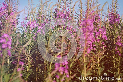 Useful plant Stock Photo