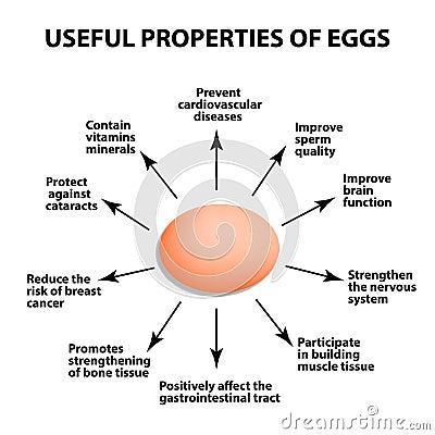 Useful properties of chicken eggs. Infographics. Vector illustration on isolated background. Vector Illustration