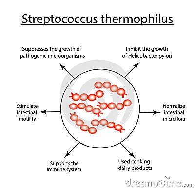 Useful properties Streptococcus thermophilus. Good intestinal microflora. probiotic, prebiotic. Infographics. Vector Vector Illustration