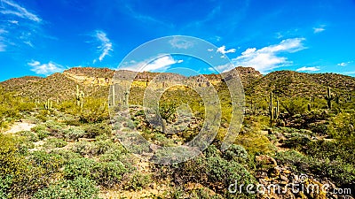 Usery Mountain Regional Park with is many Saguaro and Cholla Cacti under blue sky Stock Photo