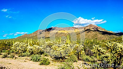 Usery Mountain Regional Park with is many Saguaro and Cholla Cacti under blue sky Stock Photo