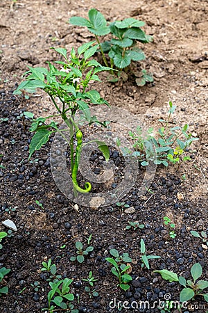 Using animal manure in the vegetable garden. At front section healthy green pepper plant with animal manure, other side strawberry Stock Photo