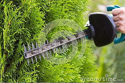 Using a hedge trimmer to trim the bushes. Stock Photo