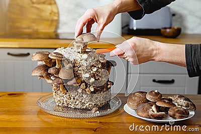 Using knife to pick cut Shiitake mushrooms, Lentinula edodes growing in home kitchen. Stock Photo