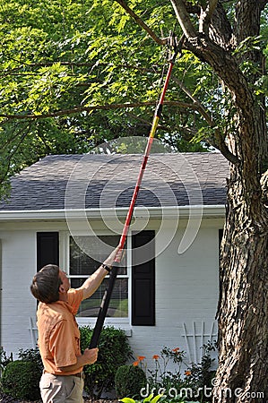 Using Pole Pruner on Yard Tree Stock Photo