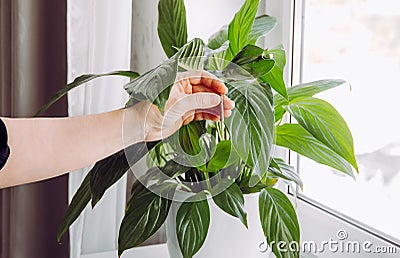 Using slow-release houseplant fertilizer stick spike at spring. Stock Photo