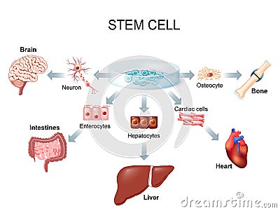 Using stem cells to treat disease Vector Illustration