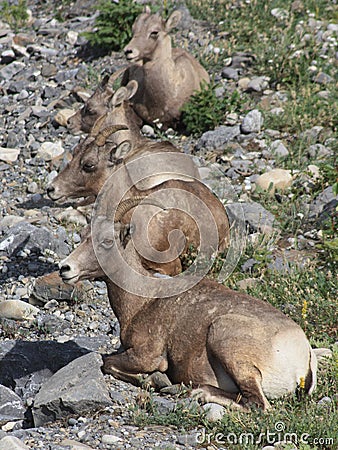 A line up of mountain goats. Stock Photo