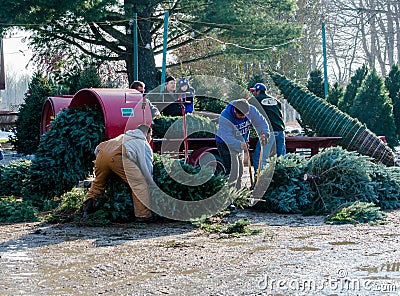 using a tree binding machine for wrapping christmas trees using a tree binding machine for wrapping christmas trees
