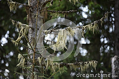 Usnea barbata, fungus living in symbiosis with Stock Photo