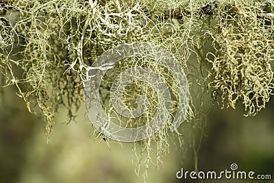 Usnea and evernia lichens Stock Photo