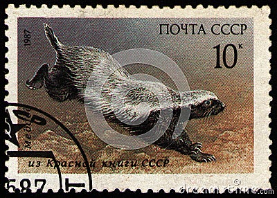 USSR - CIRCA 1987: stamp printed in USSR, shows animal Honey Badger Mellivora capensis, circa 1987 Editorial Stock Photo