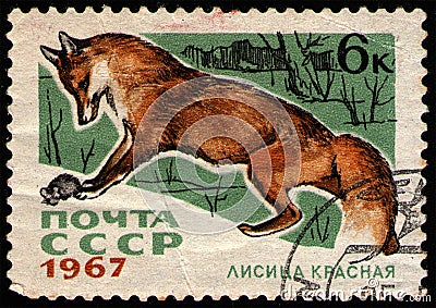 USSR - CIRCA 1967: stamp printed in USSR, shows animal Red Fox Vulpes vulpes, circa 1967 Editorial Stock Photo