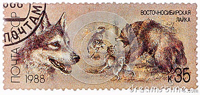 USSR - CIRCA 1988: A stamp printed in USSR, shows East Siberian husky, bear hunt, series Hunting dogs, circa 1988 Editorial Stock Photo