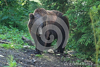 Ussuri brown bear Stock Photo